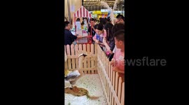 Asia Pet Show Pet House Takes Place in Shanghai, China