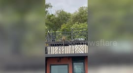 Cheeky monkey steals tourist's iPhone and escapes back to forest