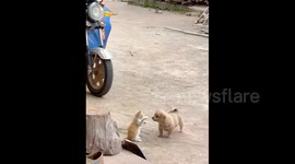Kitten and Puppy Playing with Each Other in Wanzhou, Chongqing, China
