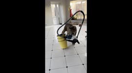 Pet Puma and His Vacuum Cleaner