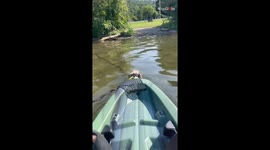 Dutiful dog becomes the trolling motor for its owner who was kayaking *Hilarious Video*