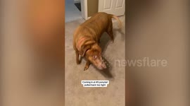 People say my dog looks like Scooby-Doo or a cartoon brought to life