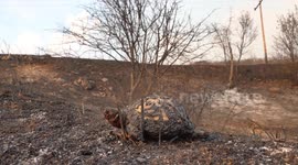 Charred remains of wildlife as wildfires decimate Greece's Evros