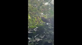 Mice Forage For Berries In Hawthorn Tree