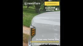 Turtle lays eggs in a woman's driveway