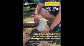 Lonely Duck gets a new friend