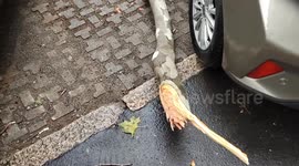 Fallen trees in Milano after quick heavy storm, damages and close calls