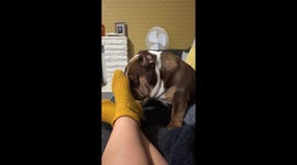 Gary was grumpy as he had to go outside in the rain for a wee! Gary hates the rain and was unimpressed with having to get wet!