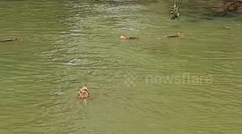 Group of monkeys dives in a water body to beat the heat of the summer in India