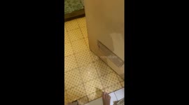 Chilled feline oasis: cat's unconventional quest for cold water