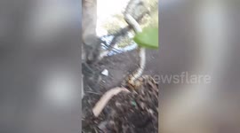 Passing local helps free python stuck in net fence by riverbanks