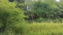 Nelly's revenge! Abused elephant kills owner who struck him with metal pole