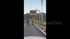 Two camels spotted sprinting wildly on Chinese road