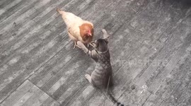 A Cat And A Chicken Fight in A Family in Shaoxing, China