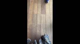 Cherry the corgi joins the paw-sitive circle of friendship: a delightful trick unveiled in Concord!