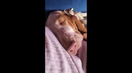 snoring baby dog so loud