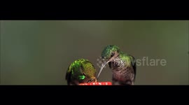 Hummingbird Shakes Off Bee at Feeder