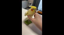Cockatiel Turns Into a Squeaky Toy