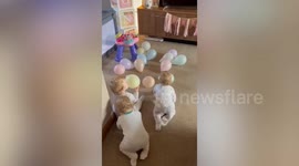 Naturally-conceived triplets have gone through 6,240 nappies and 3,436 bottles in their first year