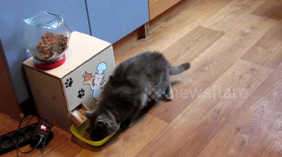 YouTuber uses cardboard to build DIY automatic feeder for his cat