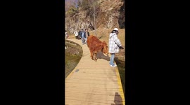 Cheeky calf attempts to push tourist off bridge