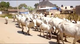 Cows, cows roaming free by their herders and no one asking questions