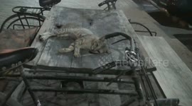 Cat's life -- sleeping peacefully on a hot and humid evening in Qatar outside a dedicated cycle repair shot and surrounded by old cycle used as theme for sitting arrangements’ for cyclists from Qatar .