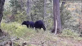 Young bears captured play fighting in front of hidden camera