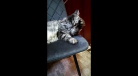 A cat, a creature of grace and elegance, embodies a unique beauty that captivates the hearts of many. With its sleek fur, mesmerizing eyes, and graceful movements, a cat is a true masterpiece of nature