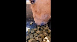 Utah farmer records soothing 'life on a farm' sound compilation for wife