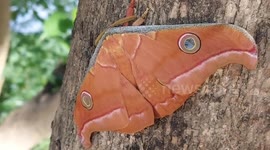 Beautiful Japanese silk moth has been found in India.