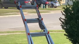 Young Green Heron Learns to Use Ladder After Falling Out of Tree