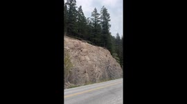 Sheep Escape Encounter With Wolf