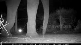 An Elephant Tiptoes Gently Over My Garden Gate