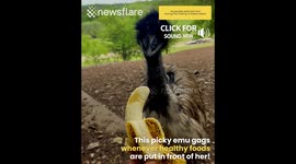 Picky emu hates healthy foods