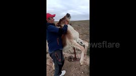 Chinese hiker rescues donkey trapped in wire fence