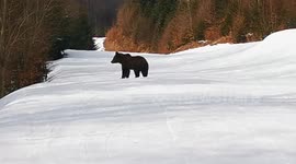 Skiing with a Bear on the Slopes