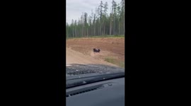 Joyful bear in Bashkiria: last days of summer bliss as puddle becomes spa