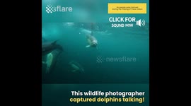 Dolphins talk to each other underwater
