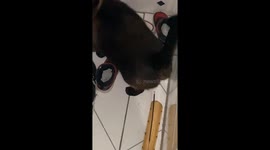 Cat Uses Incense To Cleanse Butthole's Bad Energy