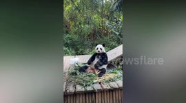 Lazy panda misses catch then stares down zookeeper for bad throw