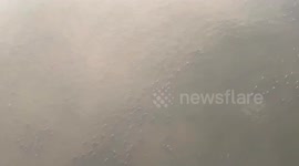 Bizarre Phenomenon: Surfacing Fish Blanket Morning Pearl River Bringing Concerns in China