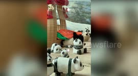 Panda covers herself with blanket as she prepares to sleep