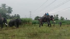 Elephant chases away people after straying into residential area in southern India