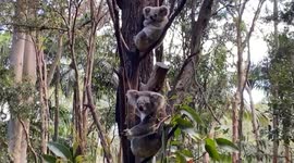 Cute koala family filmed in Australian Currumbin Wildlife Sanctuary.