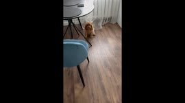 Captured by Curtains