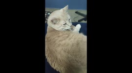 Cute Orange cat eating his favourite yogurt while dog sister watching