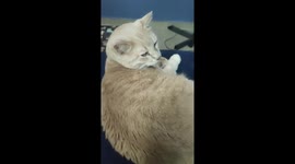 Cute Orange cat eating yogurt while dog sister wants too