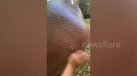 Hippo groans when caretaker slaps its bottom