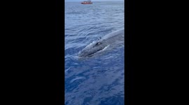 Maui Hawaii Humpback whale